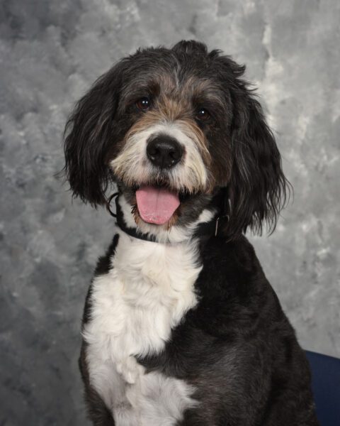Luna Halverson - Therapy Dog